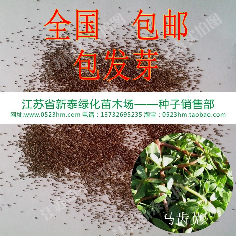 散装蔬菜马齿苋种子批发 五行草马耳菜四季盆栽马齿菜蚂蚱菜 包邮