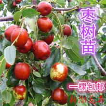 包邮 果树苗枣树苗南北方种植嫁接苗沾化冬枣树苗盆栽地栽当年结果