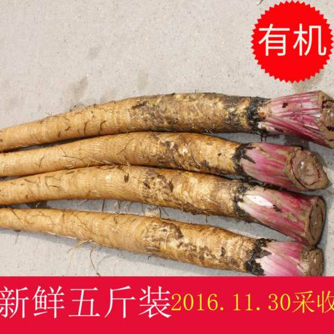 正品黄金牛蒡根有机农产品下单现拔新鲜牛蒡东洋参五行蔬菜汤原料