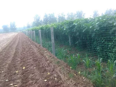 葡萄立柱水泥立柱葡萄架猕猴桃柱子水泥桩水泥