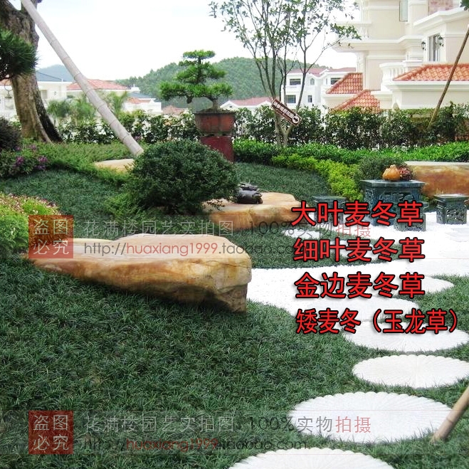 庭院绿化地被植物 麦冬草 金边麦冬草坪苗矮玉龙草日本矮麦冬盆栽