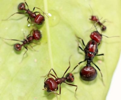 肯尼亚收获蚁messor cephalotes 宠物蚂蚁活体 新品上架 4000.