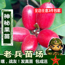 地栽当年结果 南方种盆栽 北方种 神秘果苗奇迹果苗树苗水果树苗