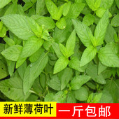 现采现卖 500g 包邮 新鲜薄荷叶 药用 可食用 山里野生薄荷
