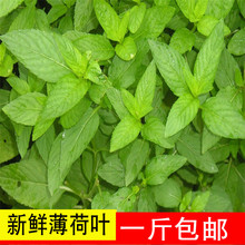现采现卖 500g 包邮 新鲜薄荷叶 药用 可食用 山里野生薄荷