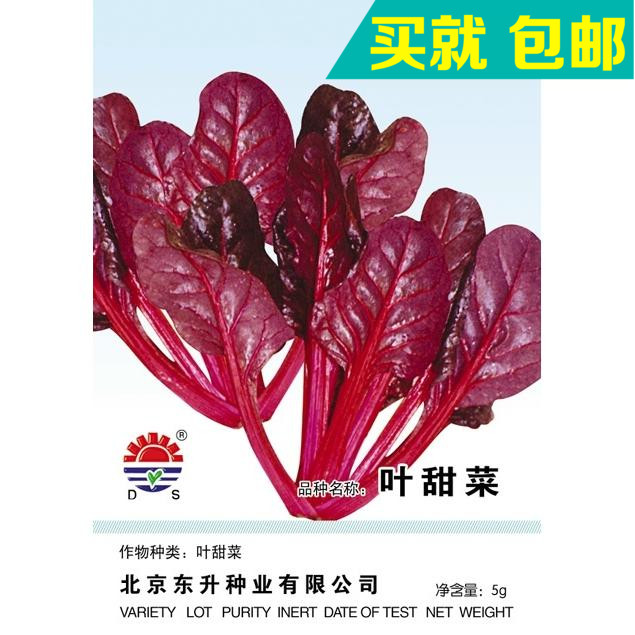 紫叶甜菜种子 红叶  适应性强 补血菜 大面积观光园 春播蔬菜5g