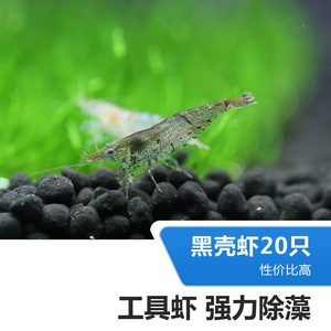 黑壳虾 除藻虾观赏虾水族箱鱼缸草缸宠物虾清