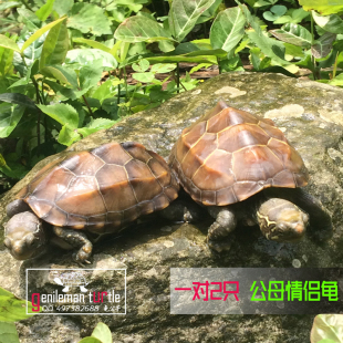 中华草龟10-15厘米公母情侣宠物龟 活体乌龟墨龟长寿龟金线龟水龟