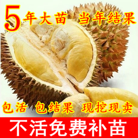 正品[榴莲树苗]榴莲树苗价格评测 图片