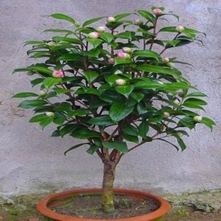 高档盆栽 山茶花苗 茶花苗 山茶花树苗 四季常青 带花苞发货