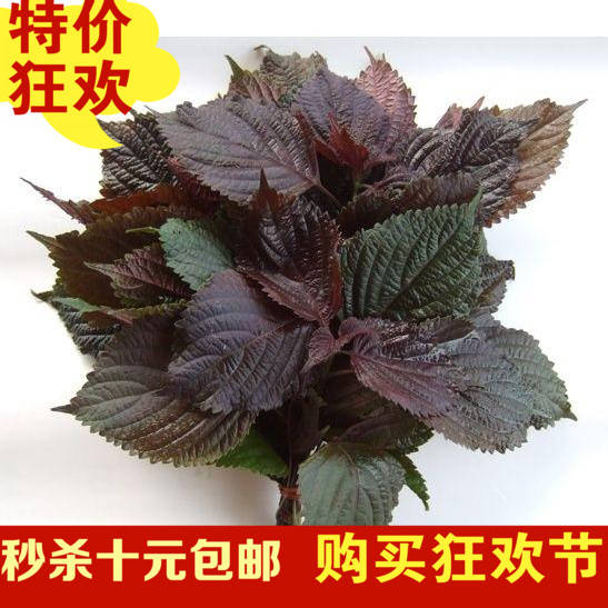 包邮 低价 优质阳台盆栽蔬菜种子紫叶苏种 紫苏种子香草种子苏子