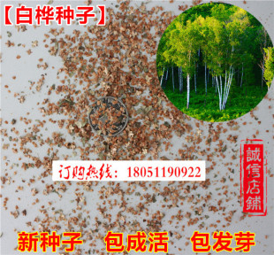 林木种子新采优质白桦种子白桦树种子桦木种子桦皮树种子行道树种