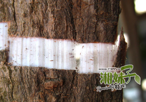 张家界正品深山杜仲皮1斤非杜仲叶 非杜仲茶杜仲叶 2斤包邮