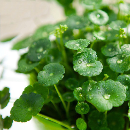 金钱草铜钱草盆栽水培花卉超好养水培植物招财花苗办公室花吸甲醛