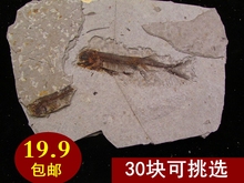 辽西天然古生物狼鳍鱼化石原石观赏奇石摆件动物化石标本裸石特价