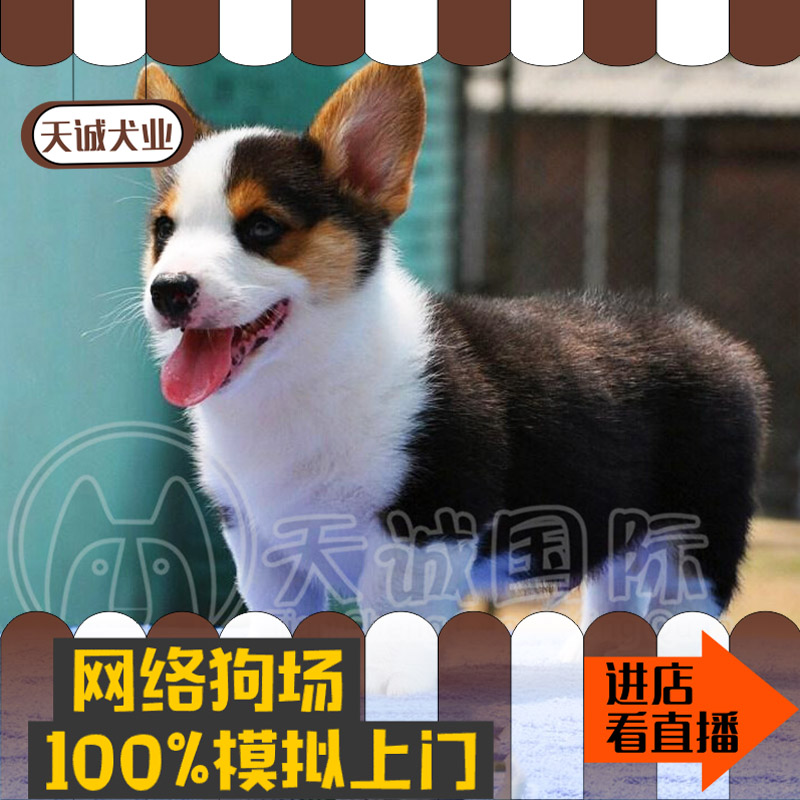 博美家养出售狼狗宠物狗金毛腊肠中型犬黑色短毛母柯基幼犬狗狗