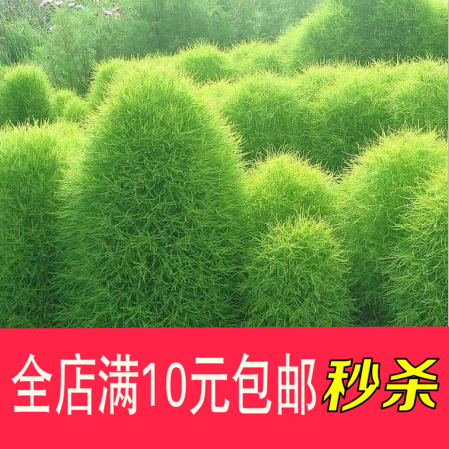 地肤种子扫帚草种子 绿草草坪种子花卉种子 庭院观赏地肤子种子