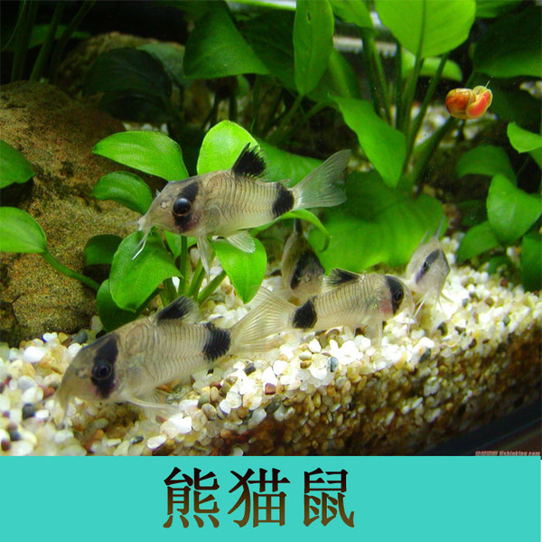 热销水族 热带鱼_易购客 工具鱼 熊猫鼠鱼 水族