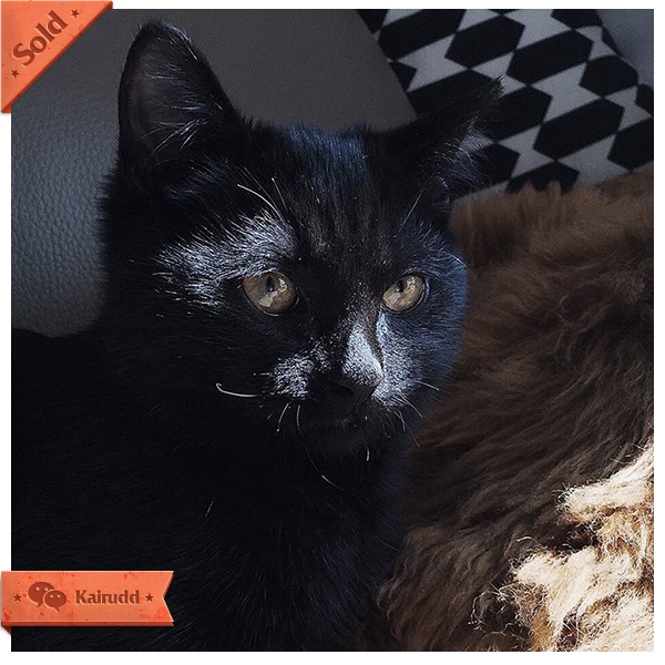 热销宠物猫 猫工房_易购客 纯种孟买猫 Catwo