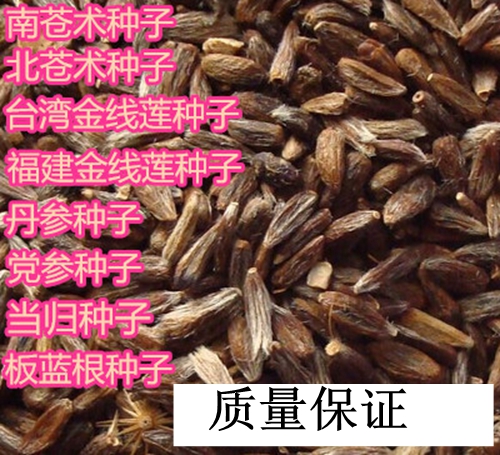 药材種 北苍术種 金线莲種  党参種 丹参種  苦参種