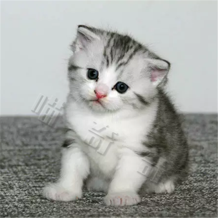 宠物活体小猫咪纯种美国短毛猫 标斑虎斑美短加白立耳