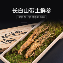 煲汤味道好 大枝头 产地带土鲜参50克 现挖现卖泡酒 2支 鲜参