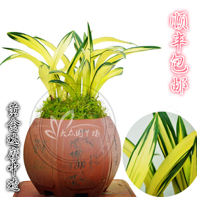 黄金达摩 贵族矮种中透艺兰花桌面观赏 兰花苗办公室花卉植物盆栽