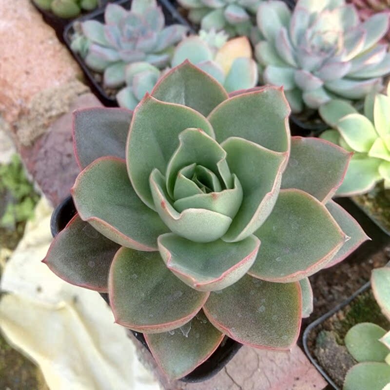 正品[水木社区 二手房]水木社区二手房交流评测