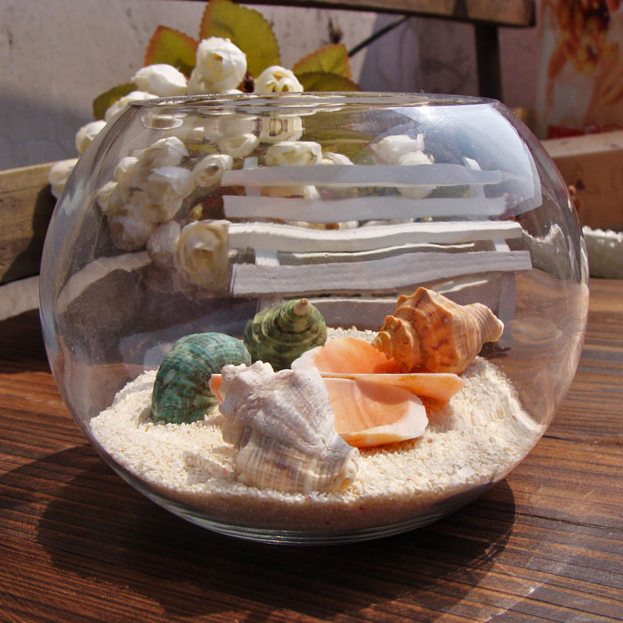 正品[斗鱼半月黑]泰国斗鱼半月评测 半月斗鱼烧