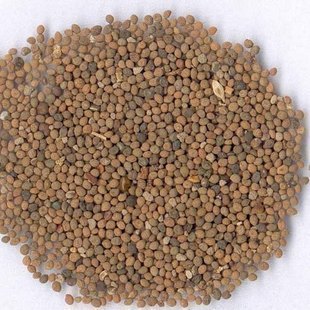 中药材中草药专卖菟丝子 500克吐丝子
