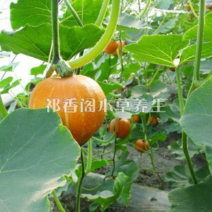 中草药材 中药材南瓜藤500克 中草药材纯天然干品/盘肠草/南瓜藤/戒烟