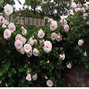 正品[攀藤月季]攀藤网评测 攀藤花卉图片