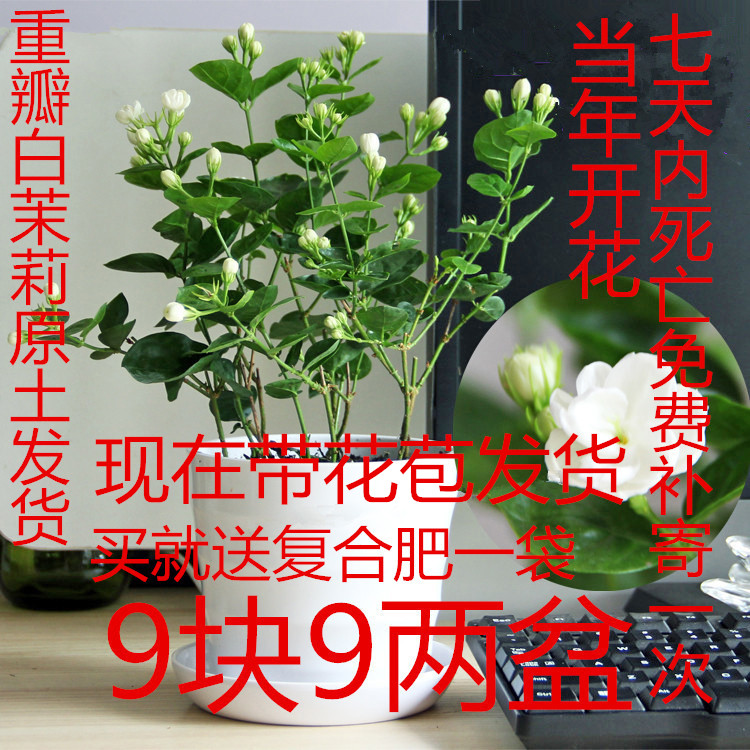 茉莉盆栽重瓣白茉莉花苗双色茉莉苗盆栽银丝茉莉绿植夜来香盆栽