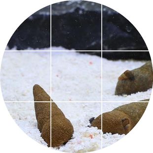 水族巧克力螺观赏螺苏拉威西巧克力螺宠物螺苏螺除藻螺会生仔