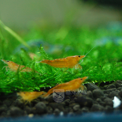 香吉士米虾黄色宠物虾观赏虾活体可与水草灯鱼孔雀鱼养额满包邮