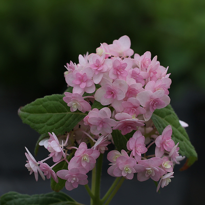 【海蒂的花园】日本山绣球 新品绣球 绫 庭院阳台花卉植物小苗