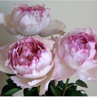 卡特玲娜月季2016新苗伊芙系列 新品 伊芙喷泉 盆栽 庭院 月季