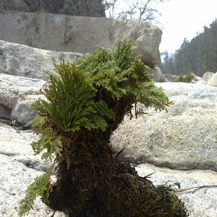 假山 野生卷柏 還魂草 復活草 不死草 長生草 小盆景 假山點綴精品現