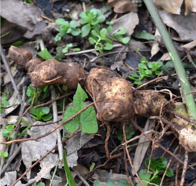 野生黄精鸡头根老虎姜深山采挖原色生黄精蒸煮晒干500g包邮
