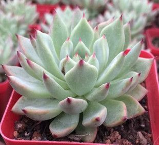 盆景 红爪 室内阳台绿植花卉组合盆景 黑爪多肉植物 萌趣黑爪肉肉植物