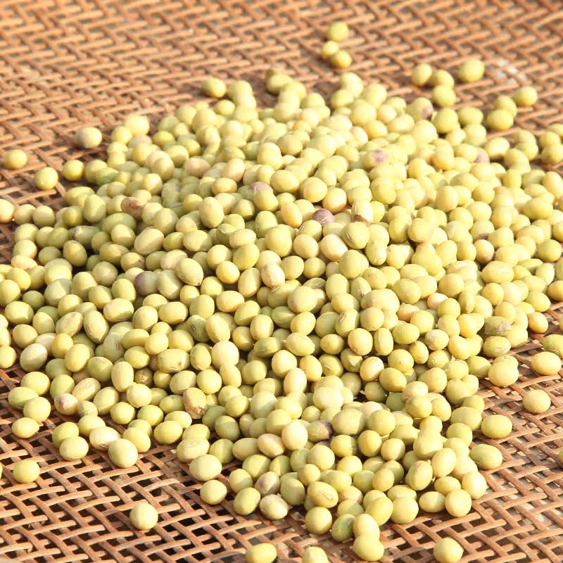 青豆杂粮农家自种特产杂粮大青豆500g一斤装干货大粒豆类粗粮新货
