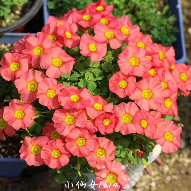 现货 爆棚利器 oxalis obtusa ceres salmon 谷神星 酢浆草球根