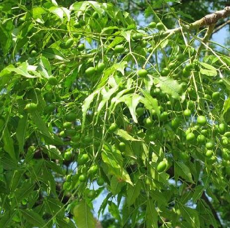 新鲜优质中药材苦楝皮翠树紫花森树楝树火棯花苦辣树500g泡酒