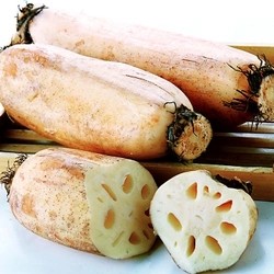 农家野生莲藕 新鲜 藕 现挖现卖蔬菜脆藕连藕煲汤粉藕特产