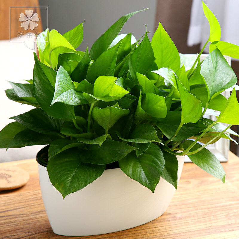 绿萝水培植物花卉盆栽绿植室内客厅吸甲醛绿箩植物净化空气大绿萝