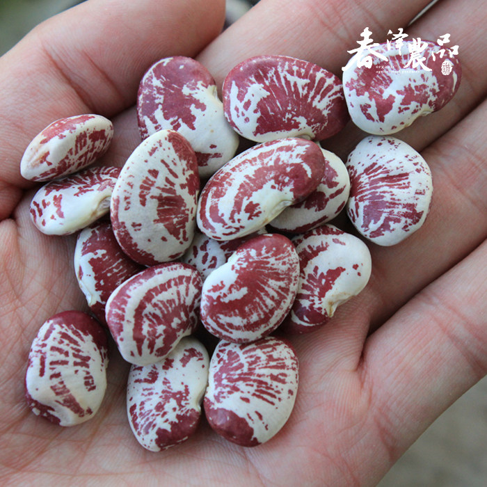 荷包豆 肾豆大肾豆皇帝豆花芸豆豆类种子斑马豆五谷杂粮500克包邮