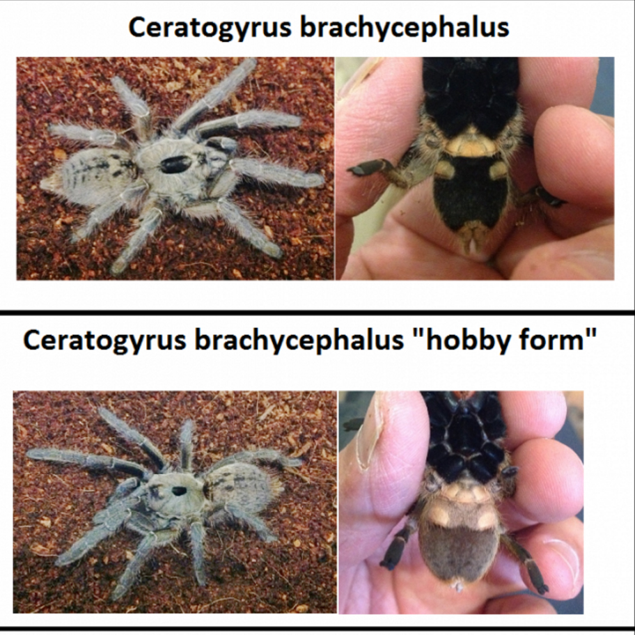 ceratogyrus brachycephalus纯种巨人角巴布!7cm左右母