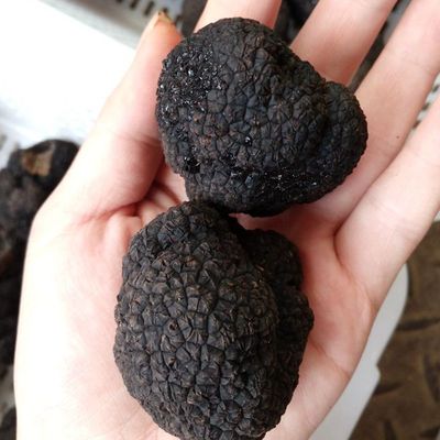 新鲜成熟黑松露500g 特级野生猪拱菌送礼3-5cm野生菌云南块菌包邮