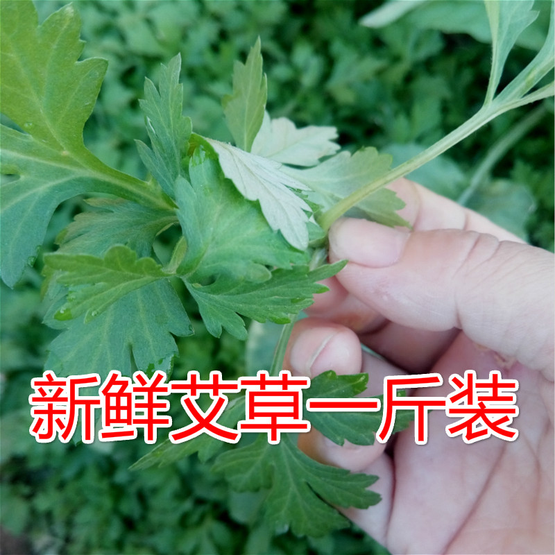 新鲜艾草图片,艾叶,味道(第19页)_文秘苑图库