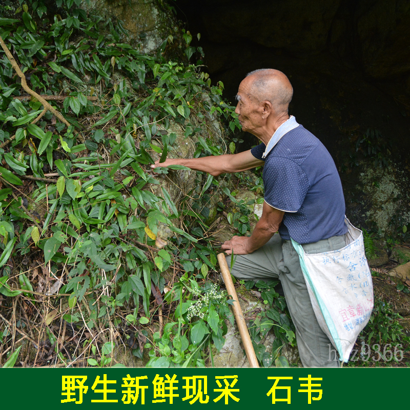 骨折骨伤接骨药跌打损伤拉扭伤摔伤疼筋骨痛消痛无名肿痛外敷草药